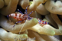 Spotted cleaner shrimp - Bonaire - Canon EOS350D, EF-S 60mm by Alan Lyall 